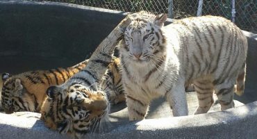 Catty Shack Ranch Wildlife Sanctuary Enrichment Day