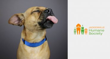 Pet Photo Shoot Fundraiser for Jacksonville Humane Society